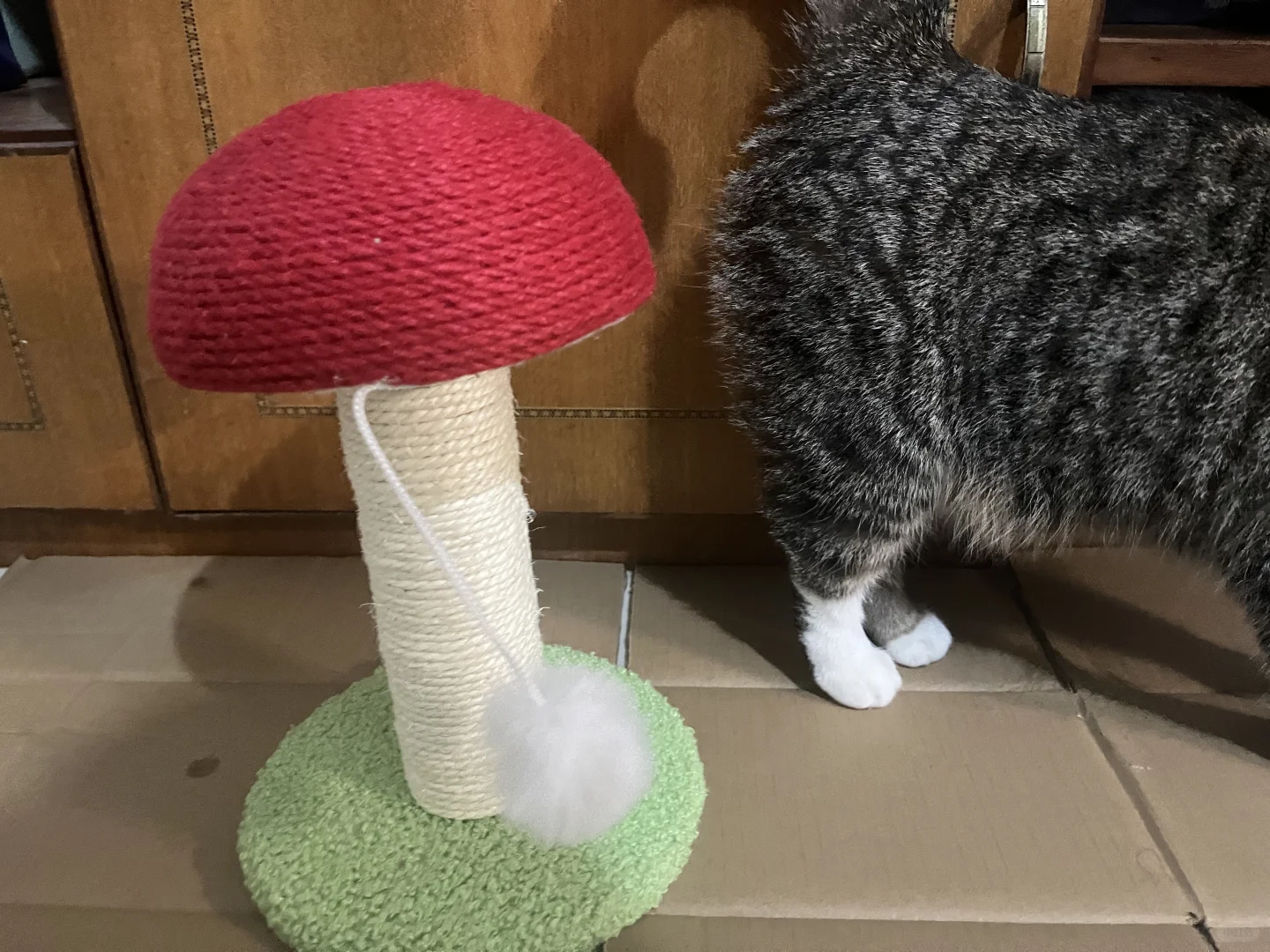 Beat it！！这个猫抓板还没咪咪我屁股大