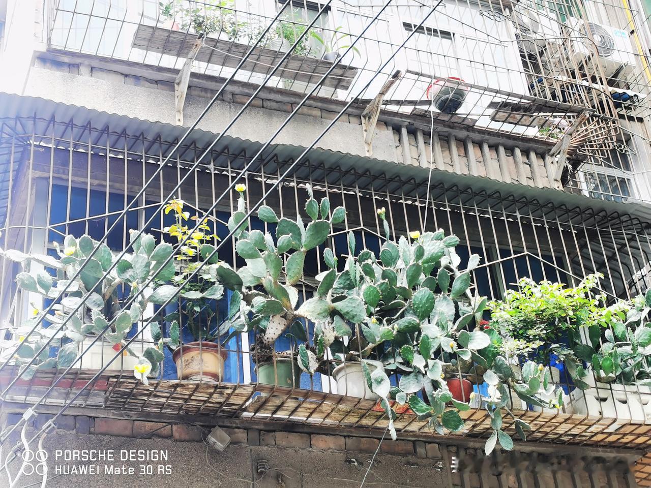 晒图笔记大赛这个仙人掌🌵长势喜人啊！[笑哭][笑哭][笑哭]