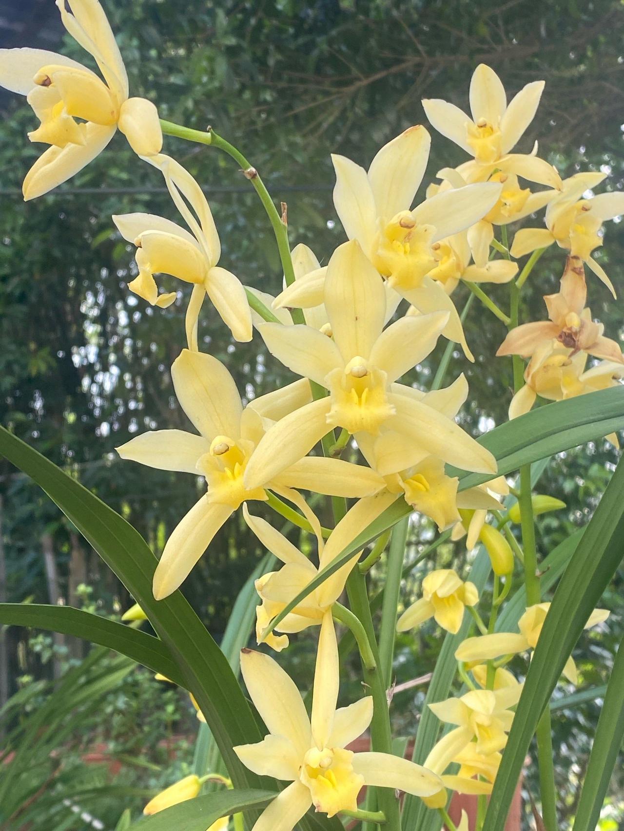 一剪梅 · 咏兰
     
阵阵轻风送暗香。山野春光。田野村庄。疏疏淡淡绿间黄