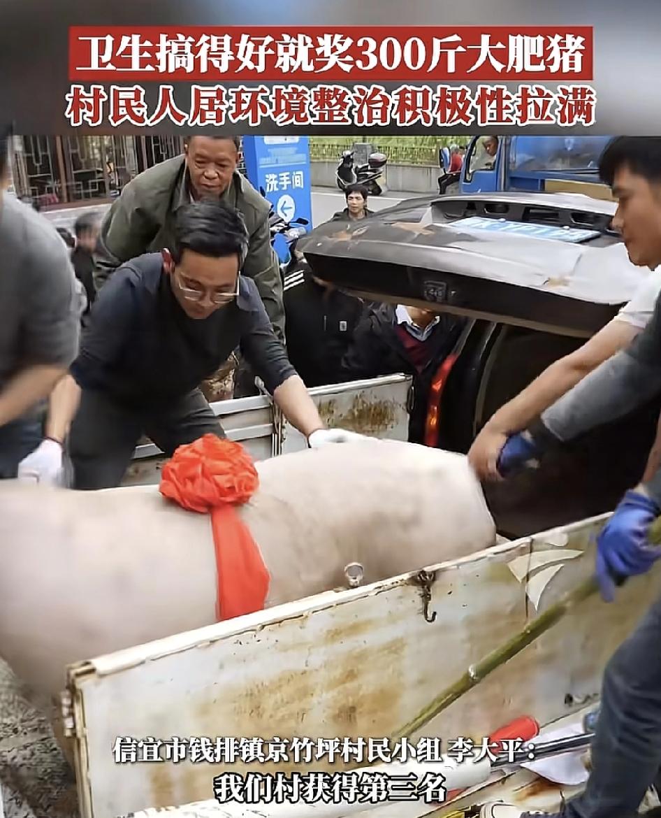 茂名一村庄让全村民参与卫生大评比，卫生搞得好的家庭将会奖励300斤的大肥猪，其余