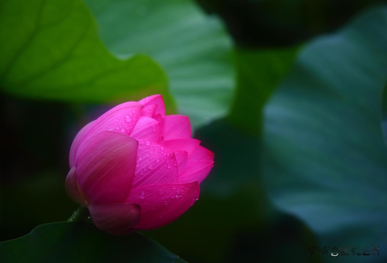 中伏首日拍荷。中伏初临，夜半骤雨洗津城。雨歇风柔，园池春水盈堤，荷风十里，恰应“