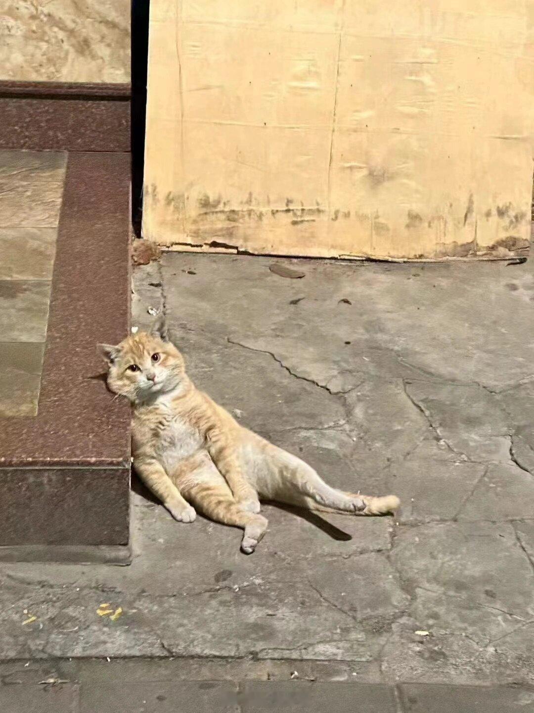 这只猫好像在演摆烂的我 ​​​