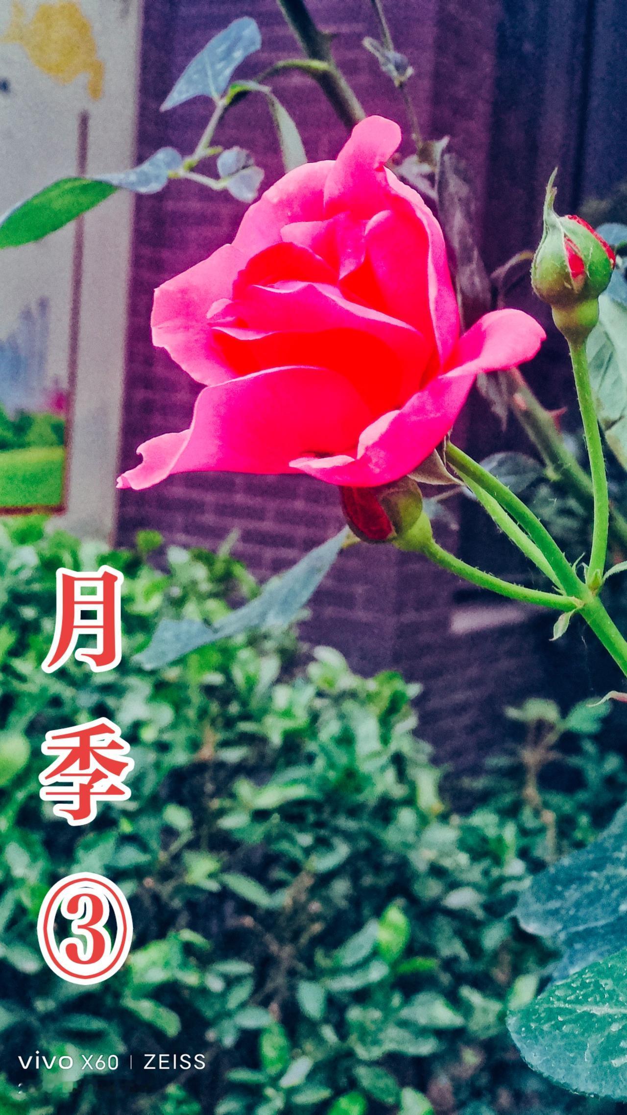 看见音乐 原创视频 一花一草一世界