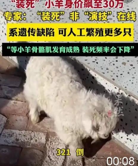 “装死”小羊身价飙至30万，专家：“装死”非“演技”在线，系因遗传缺陷，可以人工