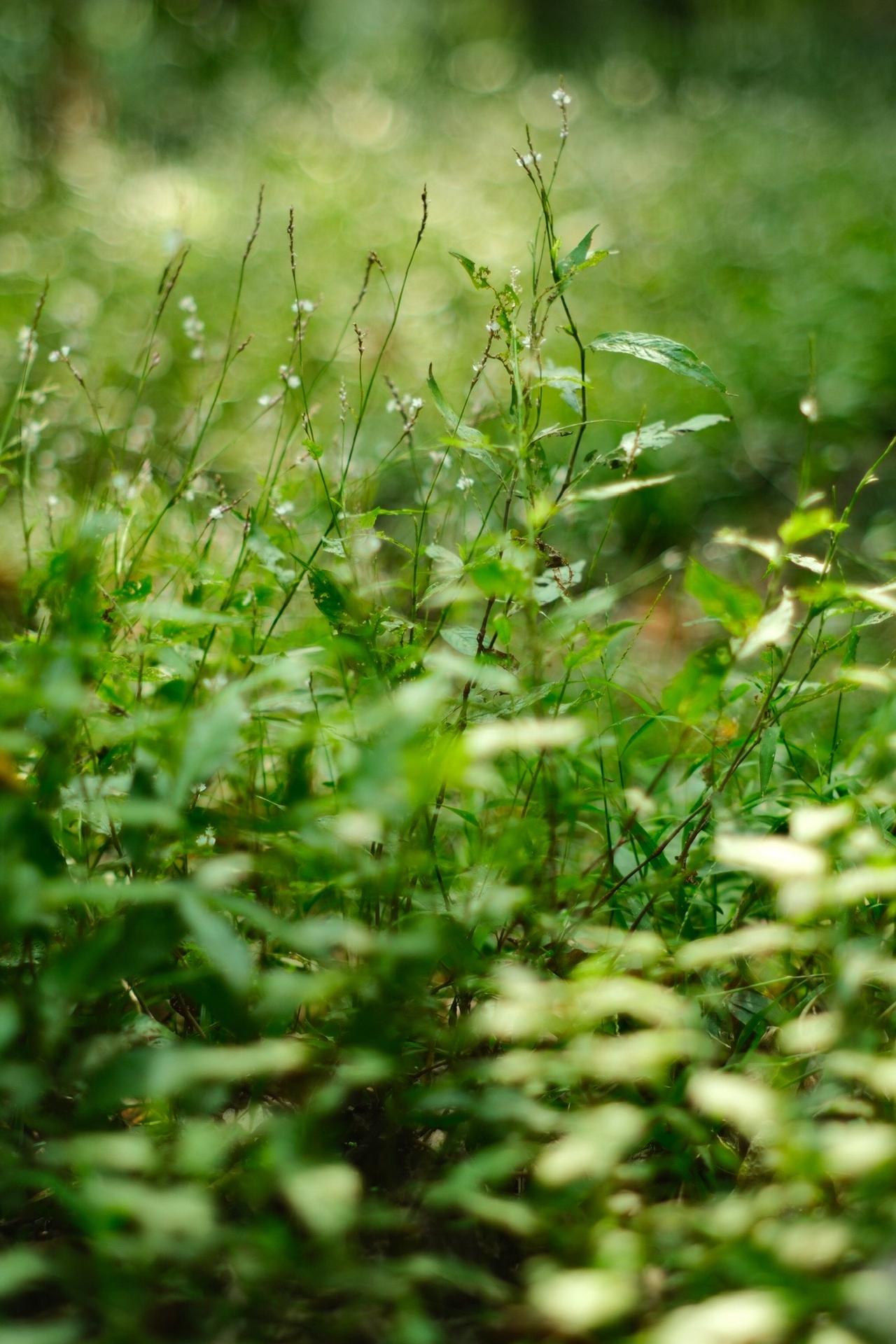 太苦玛的魅力！#感受大自然的气息和美景 #身边的风景无处不在 #落叶转场带来秋天