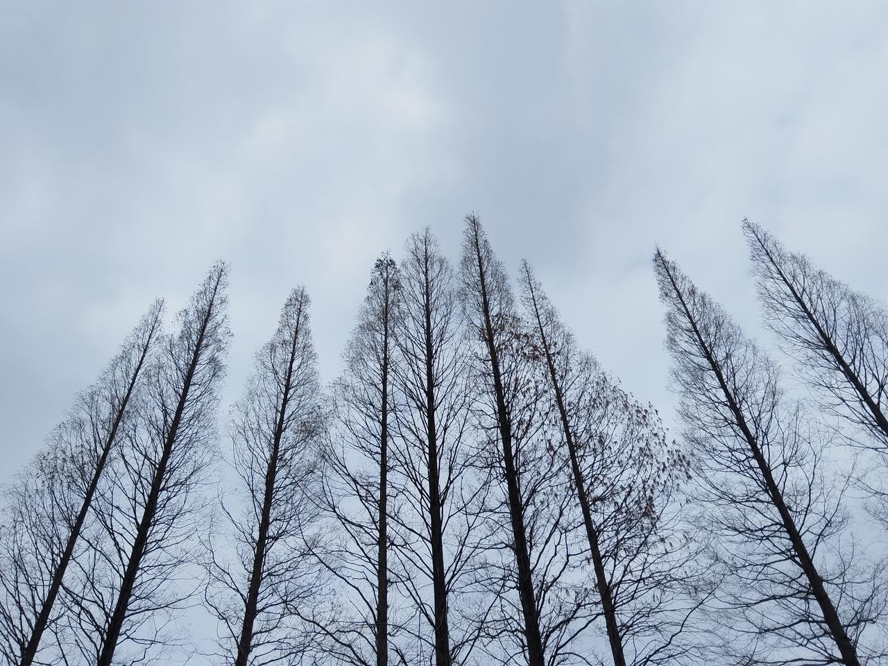高耸入云的水杉木树枝发芽了，细小的芽儿嫩绿嫩绿的，像是大自然在枝头精心点染的颜料