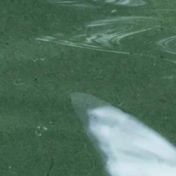 0000紫藤种植一、 选苗与时间建议选择3-4年生、带土球的嫁接苗或扦插苗，以确