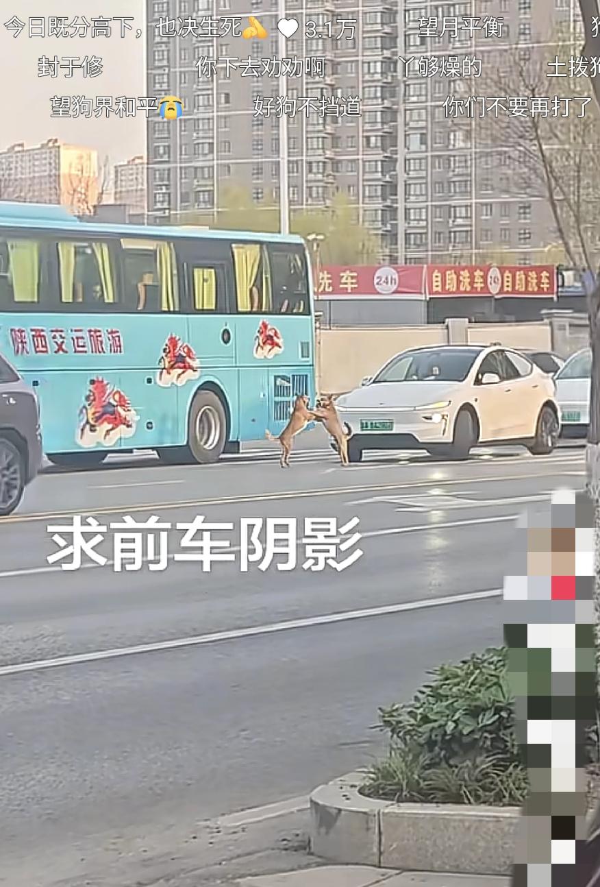 大道中央打仗，造成堵车，这种狗一点素质都没有。