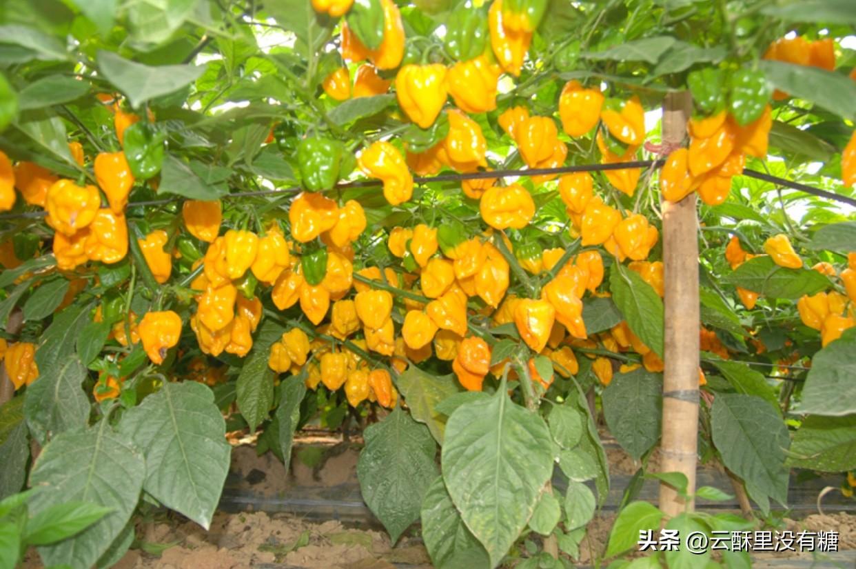辣椒只开花不结果？多半是枝条没剪对！

很多人种辣椒只开花不结果，徒长枝、底部侧