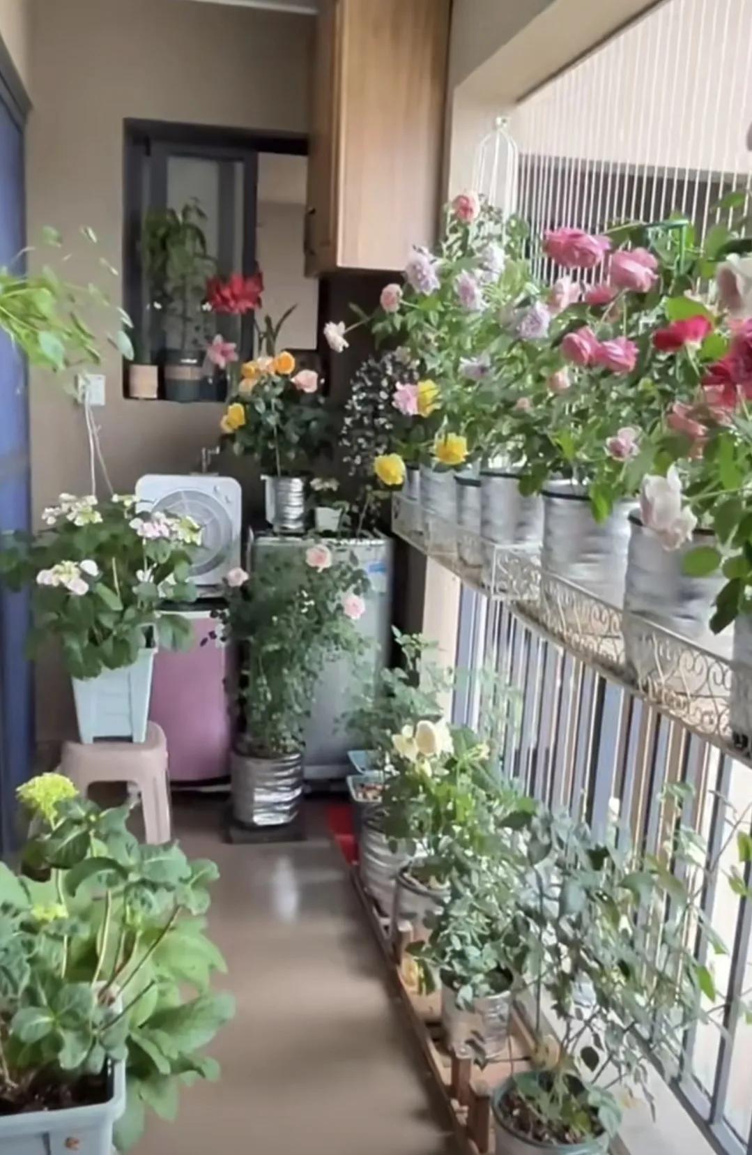 把不好的残花都剪去
咔嚓咔嚓
真的太爽了

好解压啊！！！！

这也是养花的快乐