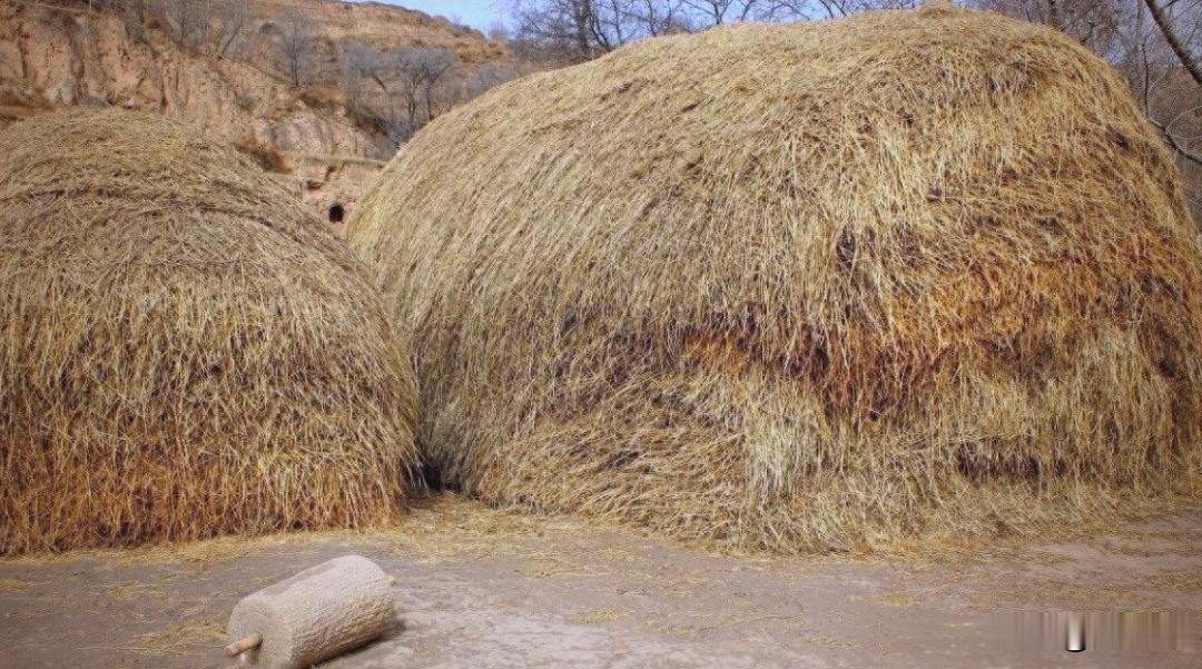 你在草垛里捡过鸡蛋吗？

今天去乡下父母家过中秋节，父母家稻场边有一棵枣树，枣子