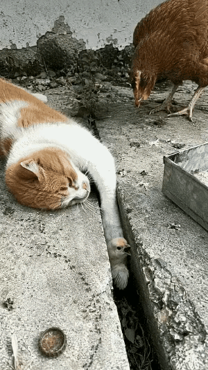 母鸡急得团团转，猫咪一个动作让所有人泪目：这才是真正的“母爱”！

那天下午，我