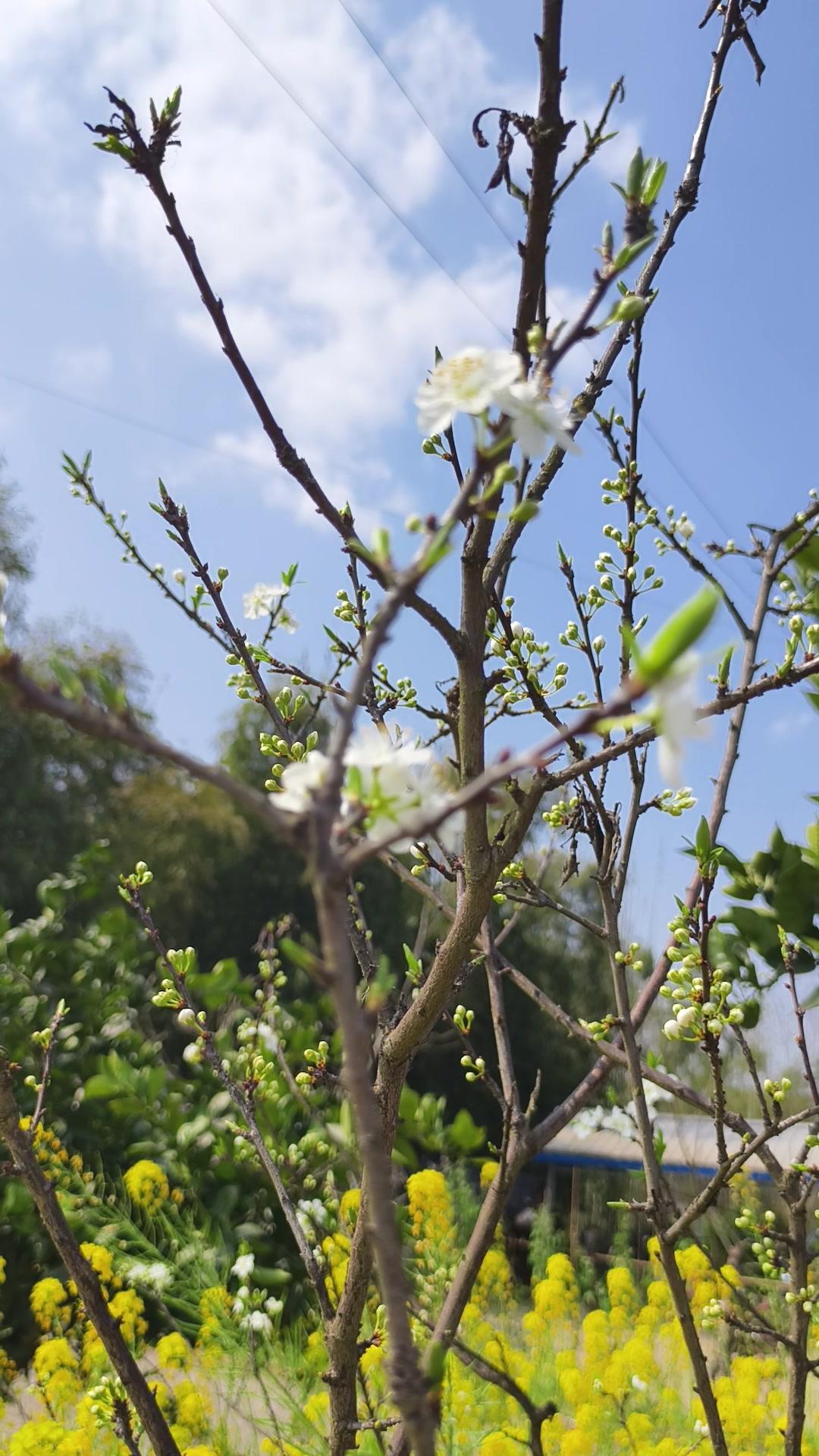 回村后每天被春天叫醒，田埂上的荠菜冒了尖，路边的野花肆意开着，连空气里都飘着青草