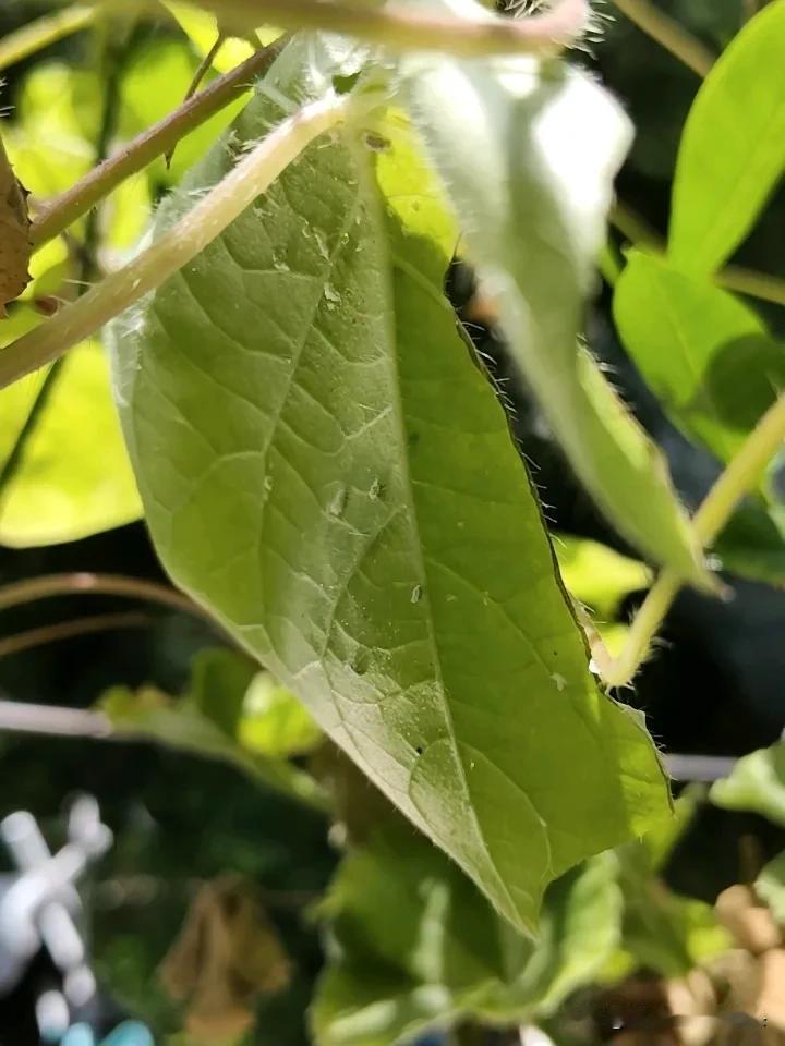现在花也难养了，叶子背面很多白色小虫子，不知道是不是蚜虫。在某多上买了几瓶百虫清
