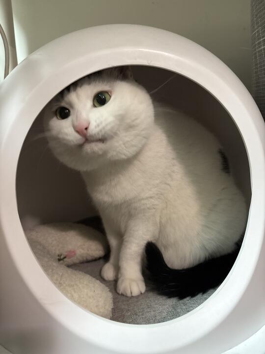 下巴比灭霸坚毅