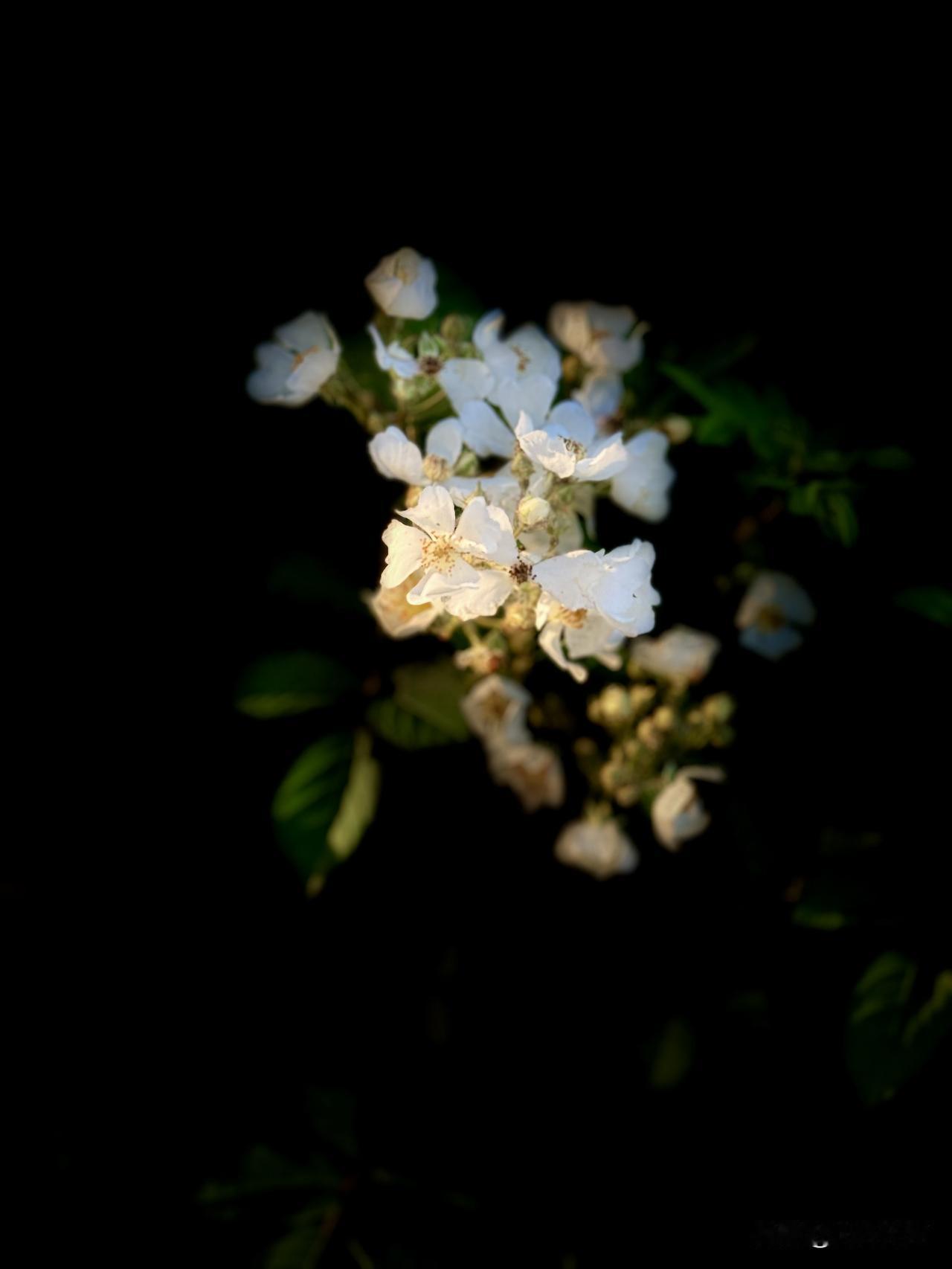 分享一张随手拍的花。我也不知道花是什么花，也懒得去什么Ai识别，太多太多的计较和