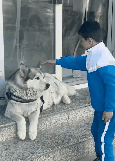 不要被外表迷惑，要记住，畜生就是畜生……