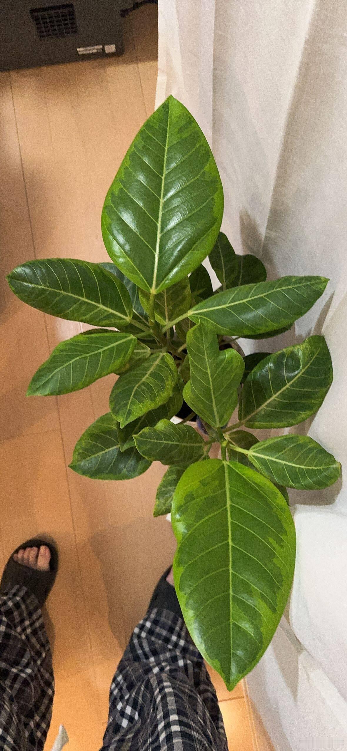之前衝動購買的アルテシマ有一陣被我冷板凳了，但最近長得很有趣所以又開始重視起來了