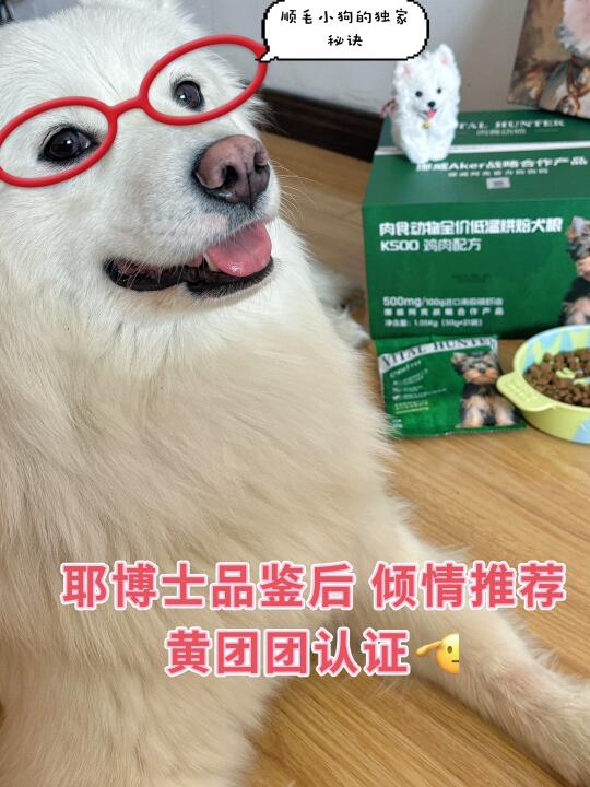 萨摩耶毛发顺滑的秘诀竟然是它