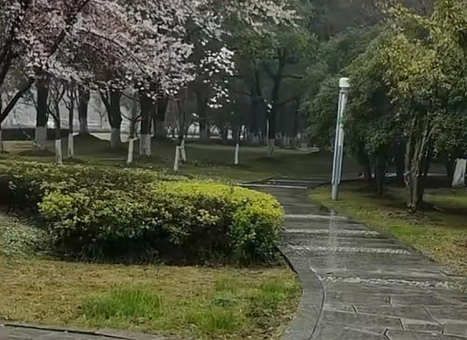 梦江南

江南雨，
柔细起寒烟。
樟子无声铺满地，
玉兰初绽傲天间。
怀思几回牵