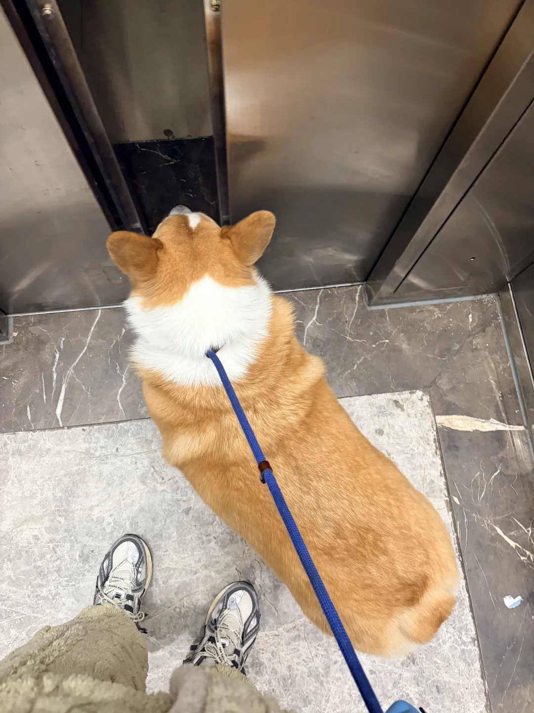 跟你们养猫的说不清楚