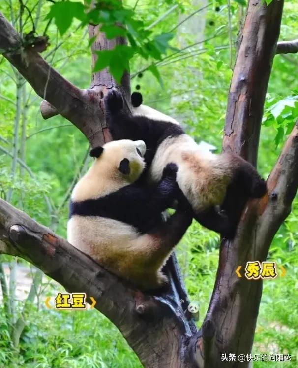 大熊猫之间是有纯友谊的，它们单纯善良没有心眼，人类可就不一定了！
   别看秀辰