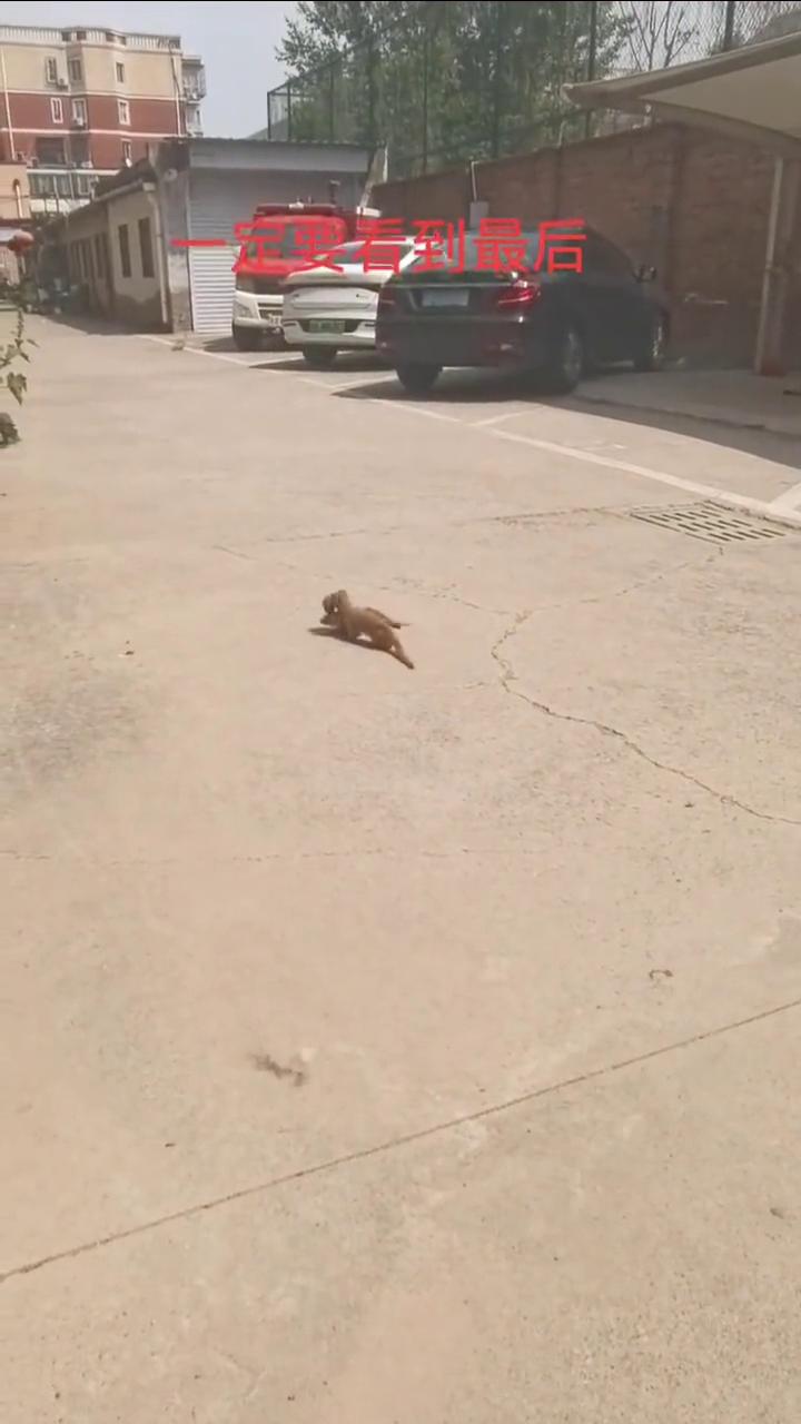 一定要看到最后。
一定要看到最后。