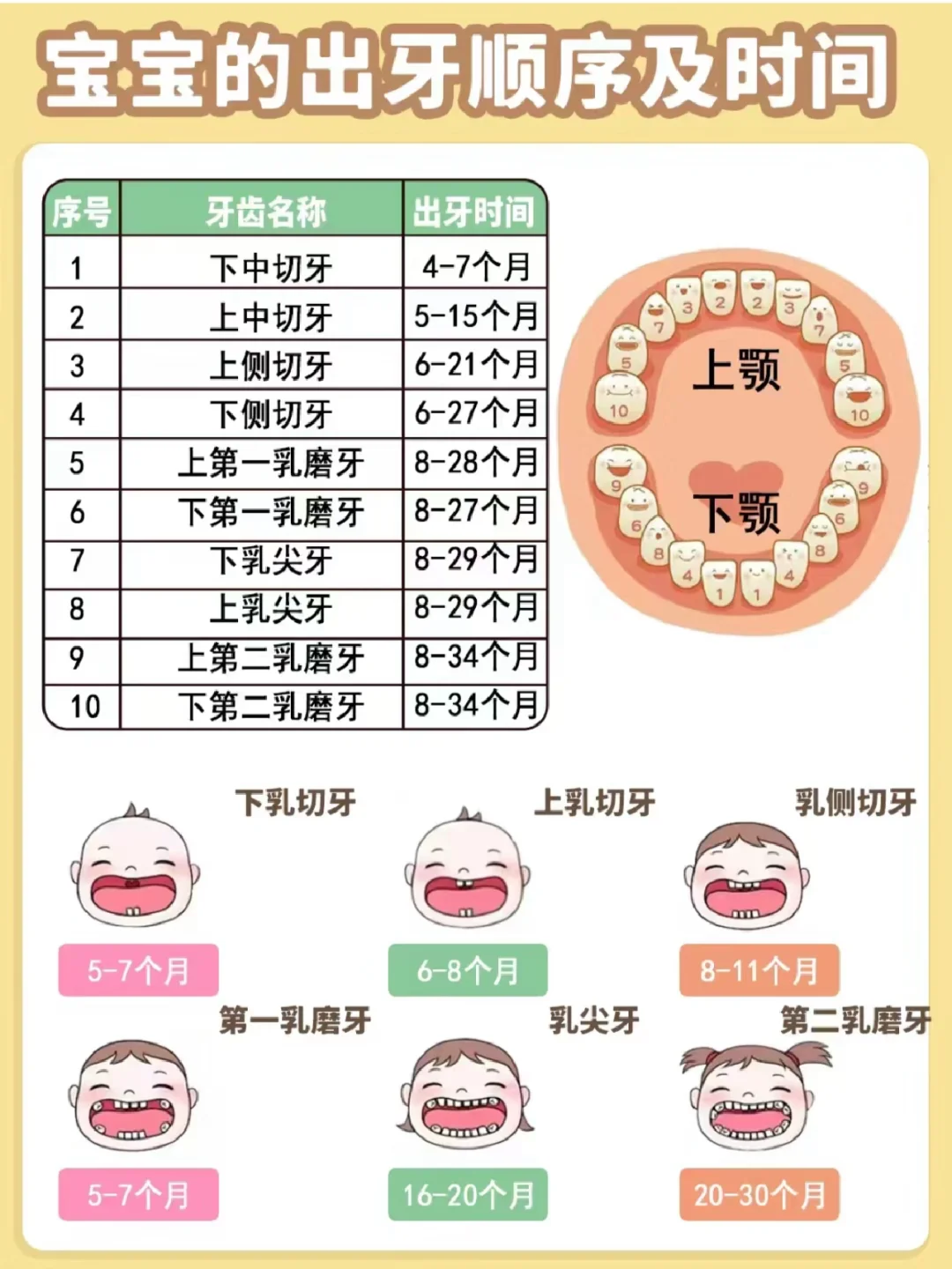 育儿分享｜宝宝出牙顺序及时间
