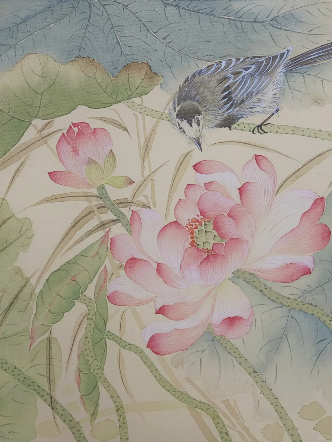 莲叶、荷花、夏天