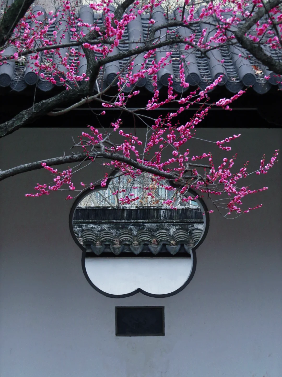 2月17日实拍｜南京雨花台梅岗梅花已上线