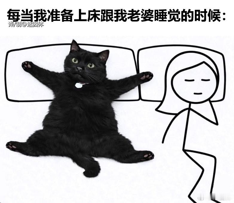 每次睡觉前都要上演一场抓猫戏memes迷译图