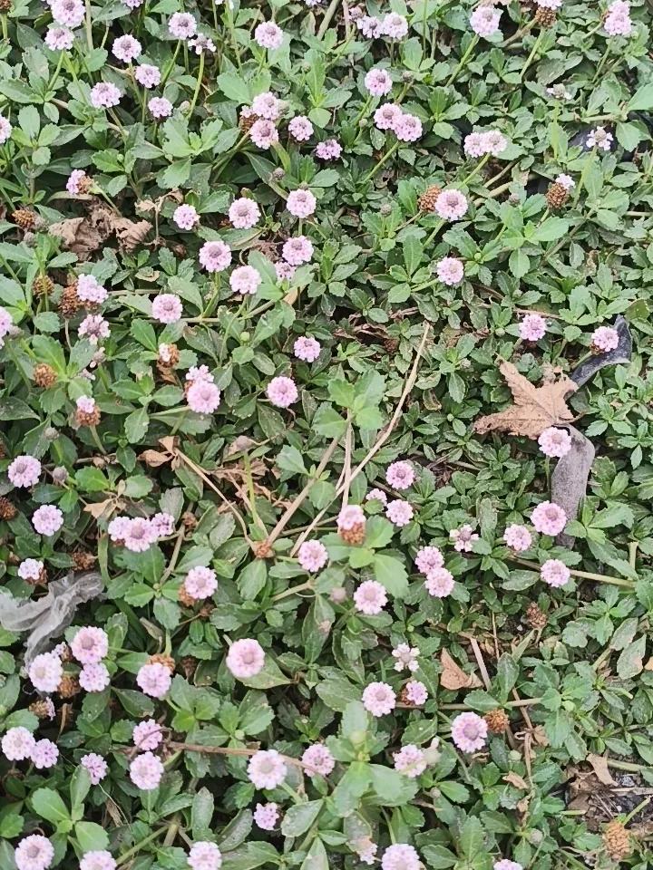 公路边的细碎小野花，既不艳丽，也不芬芳小，脚踏车压，但是依然茁壮成长。
拍摄于肥