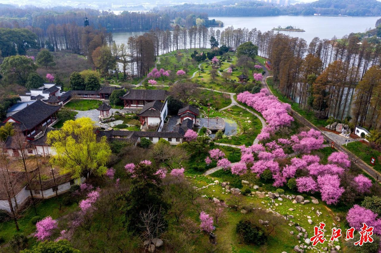 当“浪漫樱花季” 邂逅 “高洁梅花季”：
全国赏花哪里强？如果这里不是第一，就没