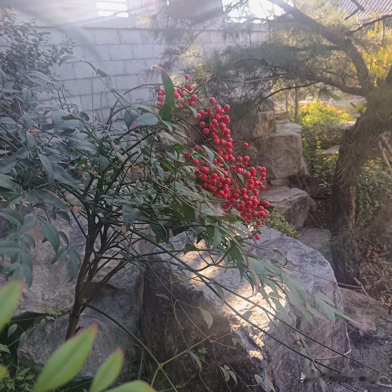 这种果子估计大部分人都不知道叫什么
今天天气很好
和老婆孩子去澡堂子
痛痛快快洗