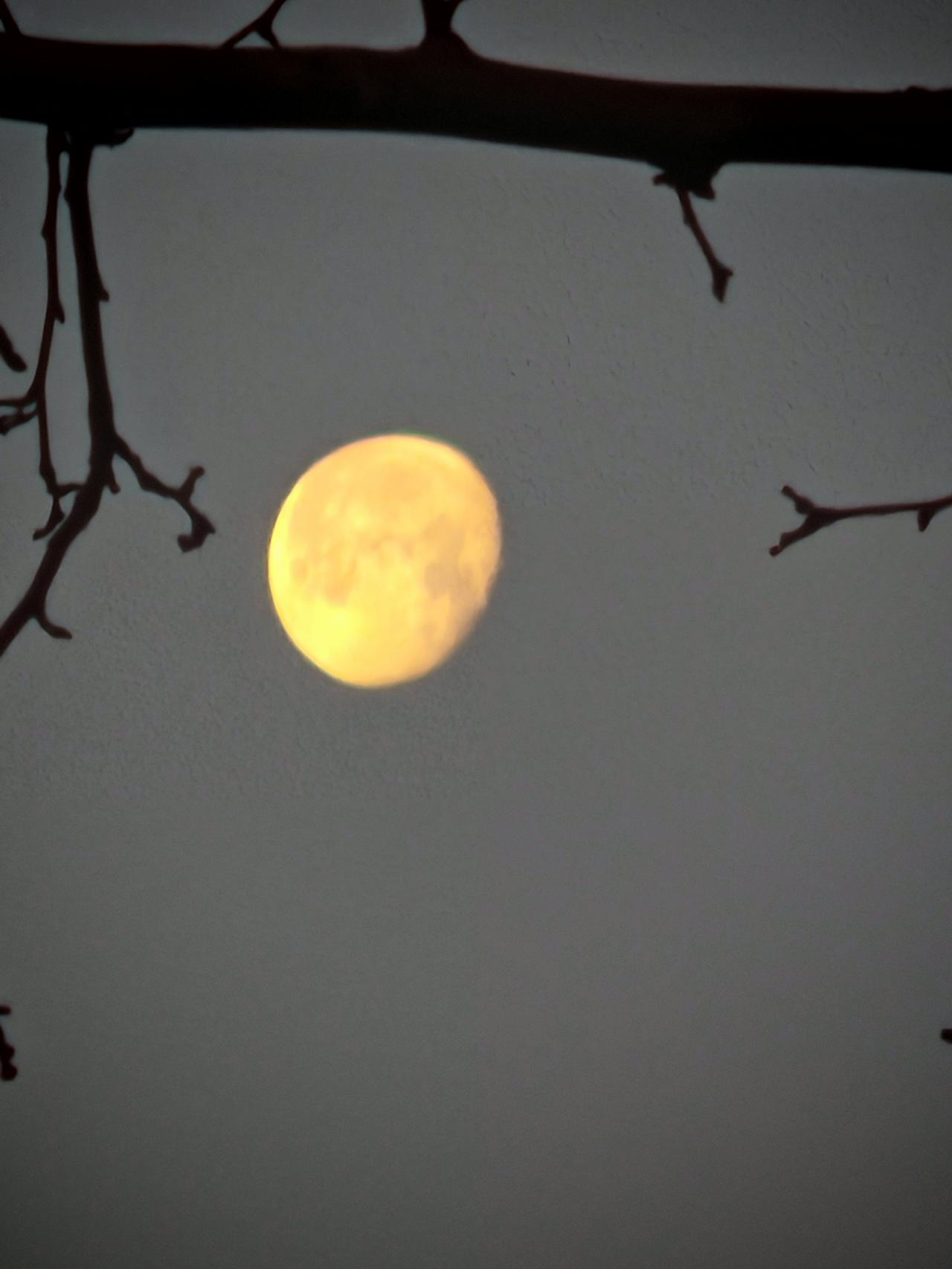 立春月亮树梢留下来