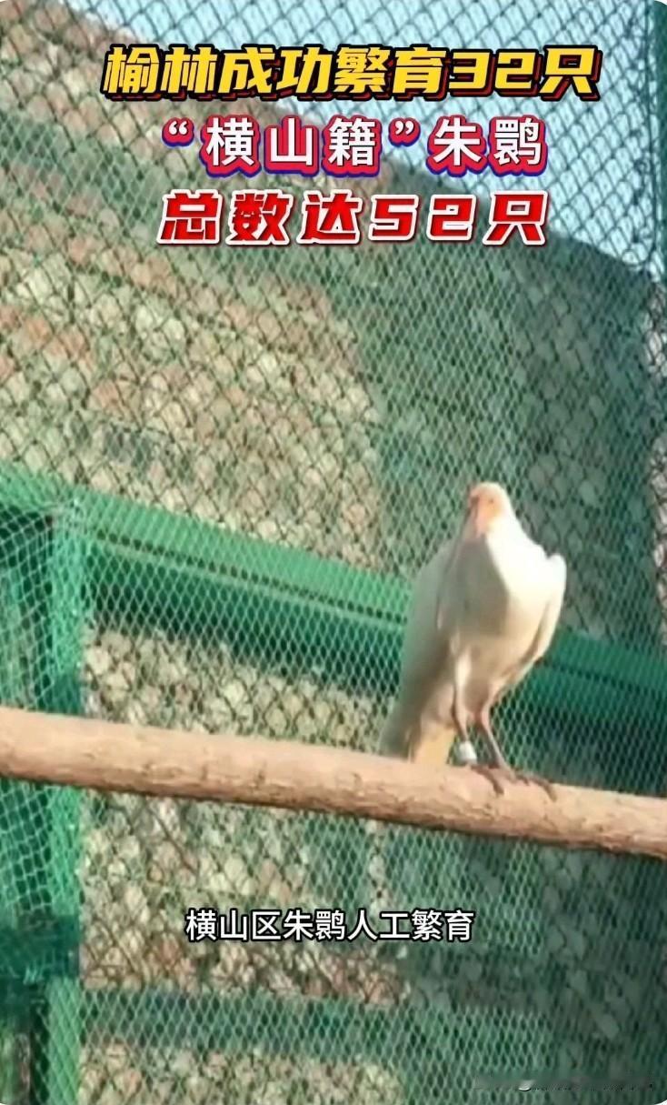 太惊喜！榆林无定河畔喜提8只朱鹮宝宝🔥
 
榆林人快来沾喜气！
 
横山区朱鹮