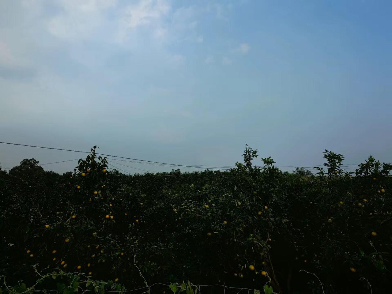 这个果地是什么情况，全部转色了？？？创作者中心 创作灵感 记录果园种植日常