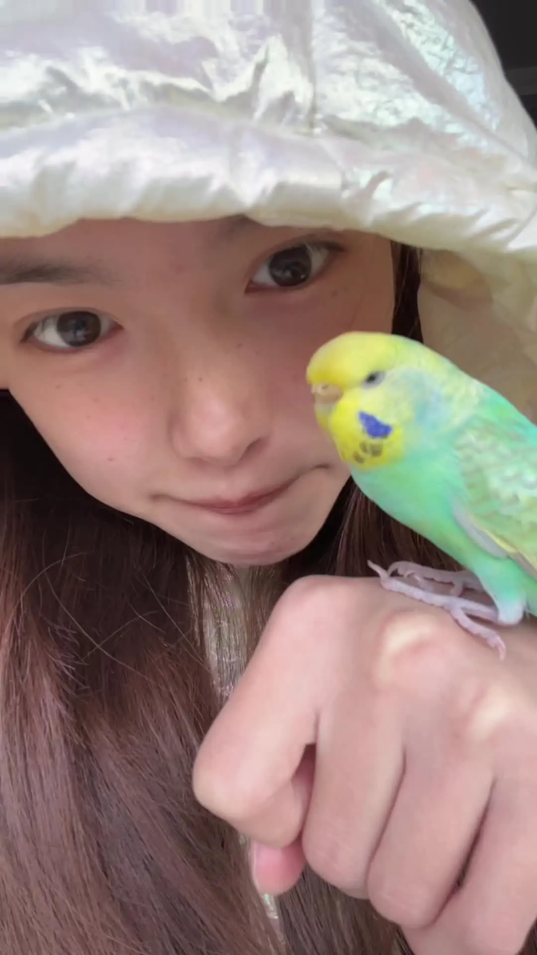 鹦鹉🦜 呆呆鸟