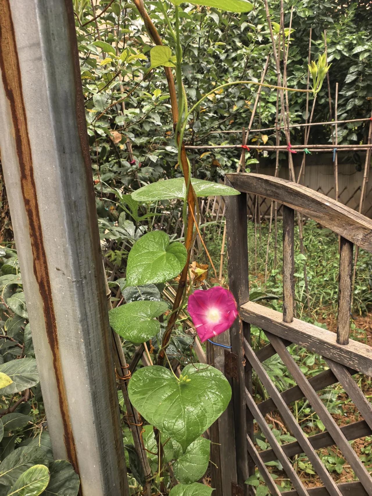 院子里开出了一朵朵喇叭花，因为夏天院子里蚊子实在是太多了，出去就被蚊子叮咬，院子