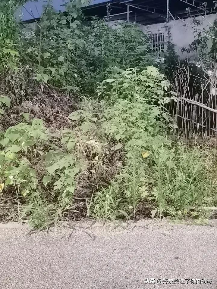 心之所向，决定人间晴雨
 
       想开了，眼底处处是艳阳；执念缠身，终日