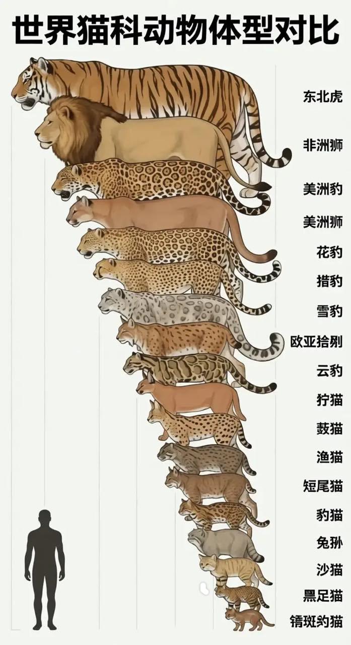 猫科动物谁最大？