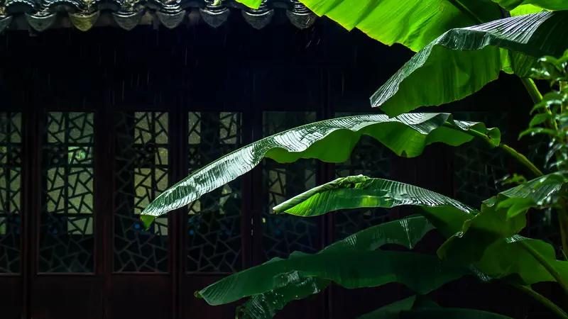 雨打芭蕉夜叩门，
窗前独坐忆温存。
当年共伞青石路，
如今分处国南北。