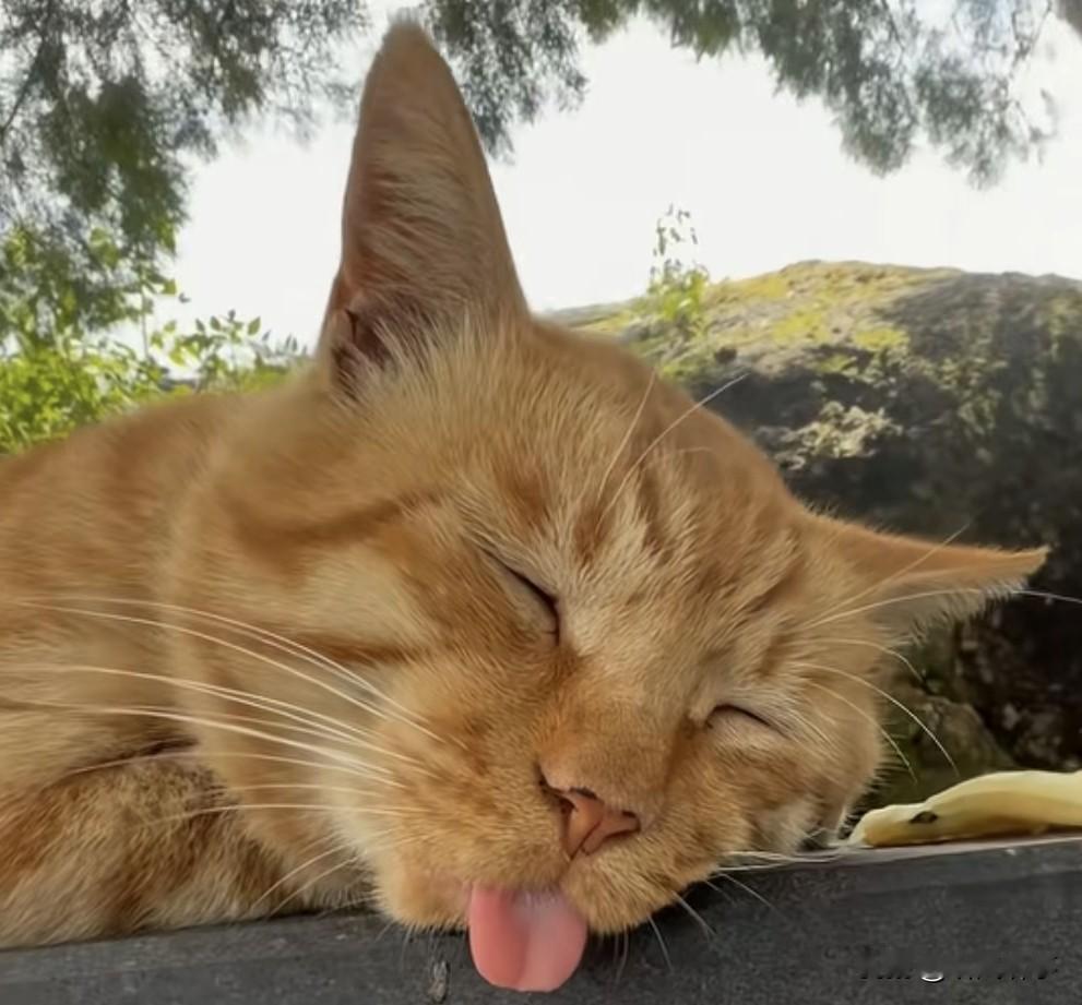 你问我答猫睡觉为什么要伸出舌头？