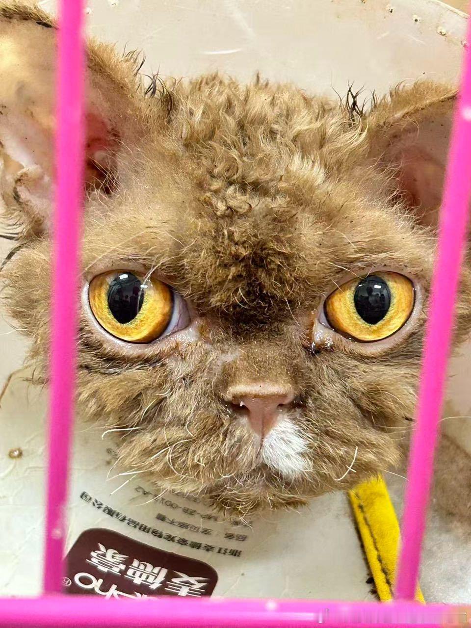 成都领养 ❤️流浪猫救助 【救助求助】一只被遗弃在大学校园里的赛尔凯克妹妹，呼吸