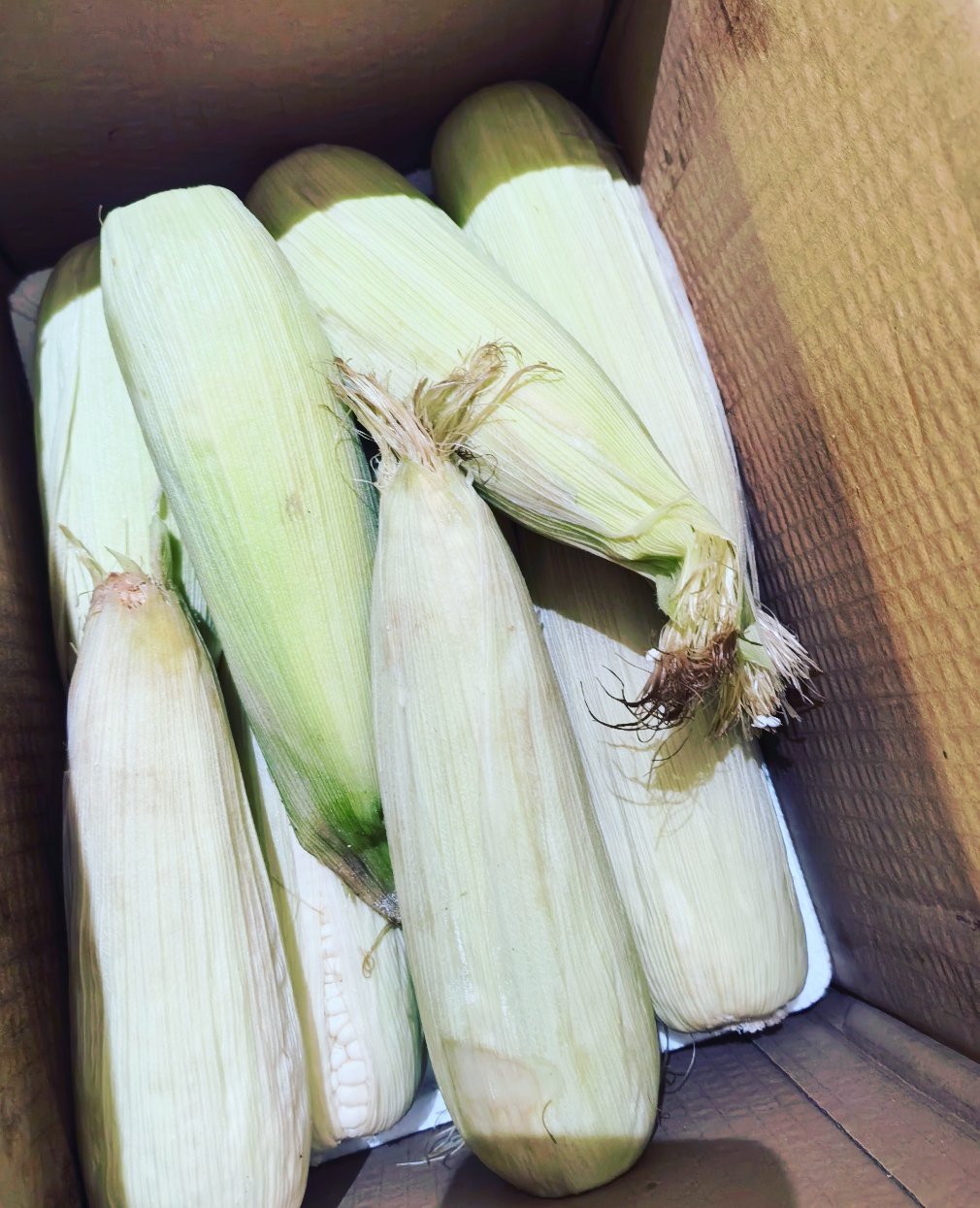 生活手记 上次跟我妈聊天时，我妈视频给我看她小菜园里种的玉米，我就夸了一句这看着