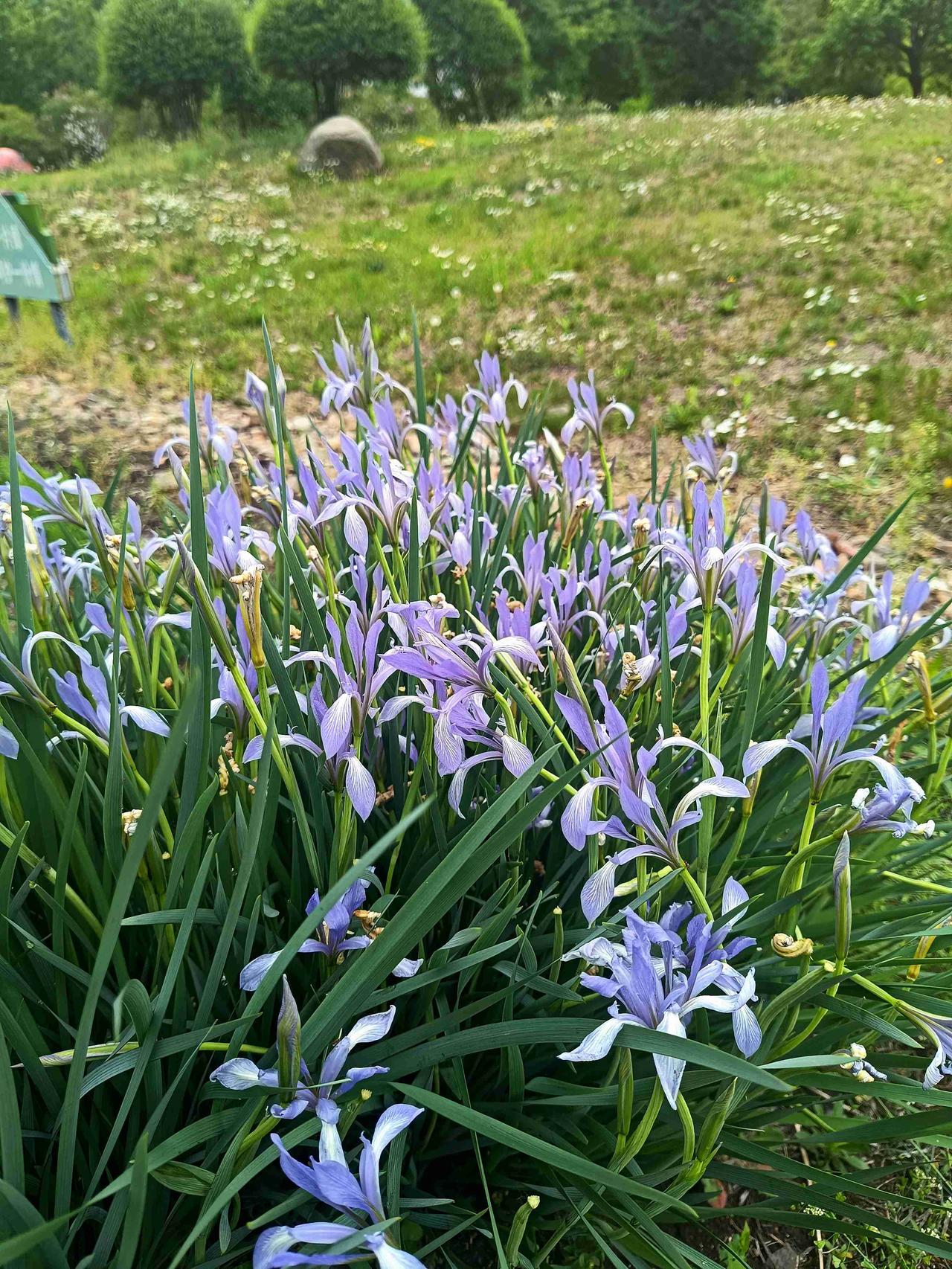 路边的马蔺开了，浅紫花瓣带着自然的纹路，在风里轻轻晃，是属于初夏的小浪漫。
🔍