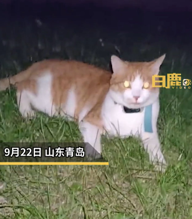 【防丢神器！猫咪脖戴电话手表自己遛弯路人：挺新奇】9月22日，山东青岛。王女士晚