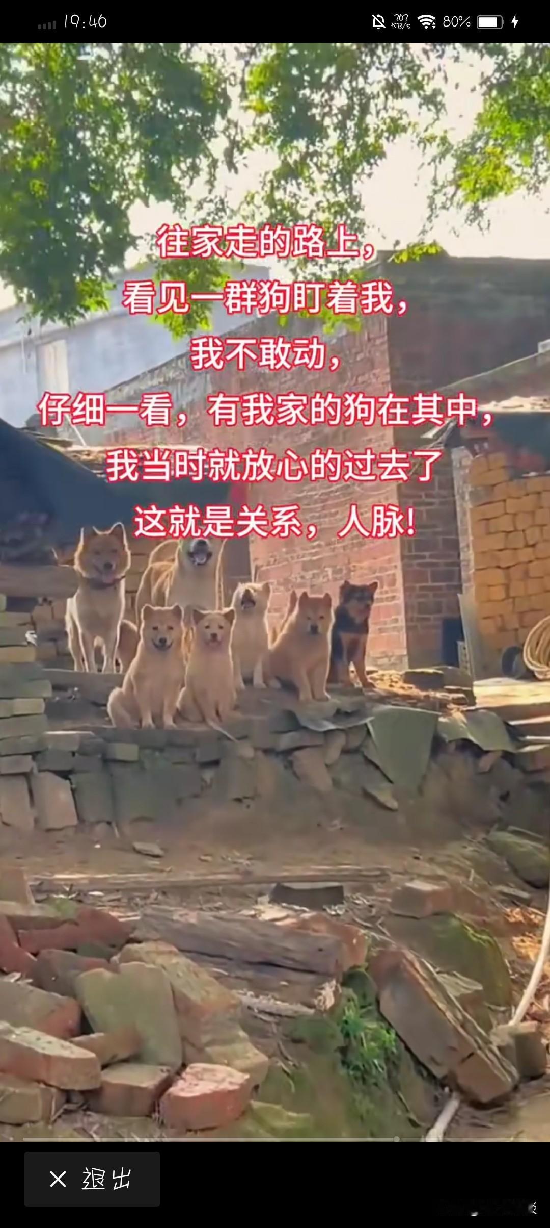 真有这种事？自家的狗，当然不会也不敢动你，可是其它的狗也能放你一马？我们讲人脉，