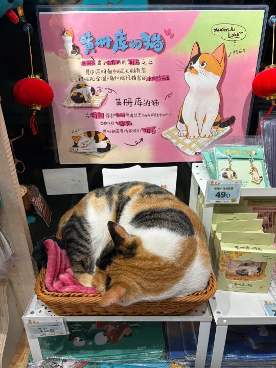 玄武湖意外发现🐱皇册库的猫南京御猫