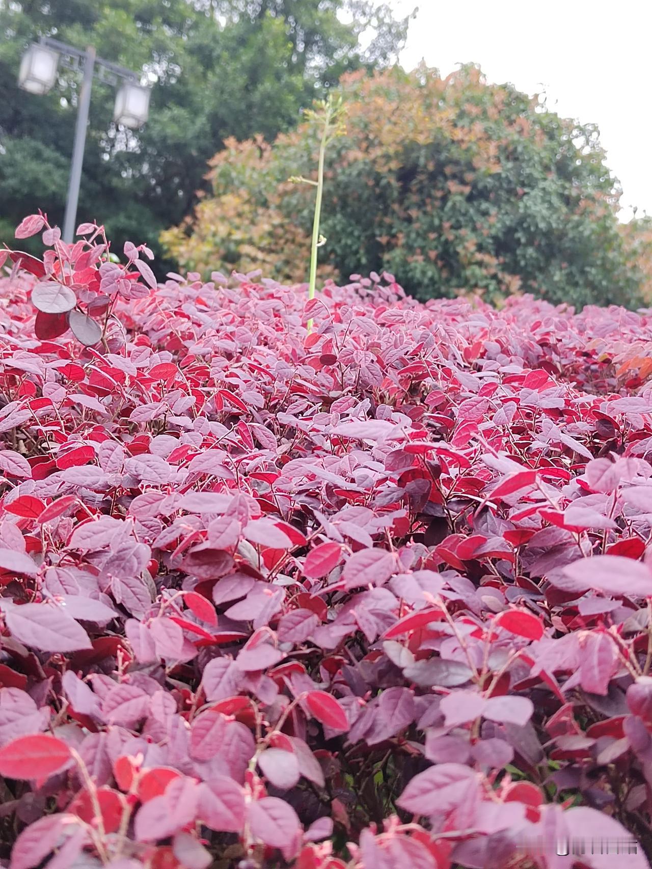 分享一张你最近相册里治愈的随手拍春天的嫩叶[红包来啦][红包][爆竹][招财进宝